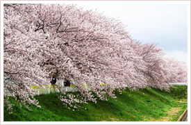 静岡市桜の園について