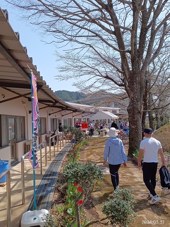 内牧桜ウオーク大会2025