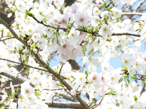 内牧桜ウオーク大会2026