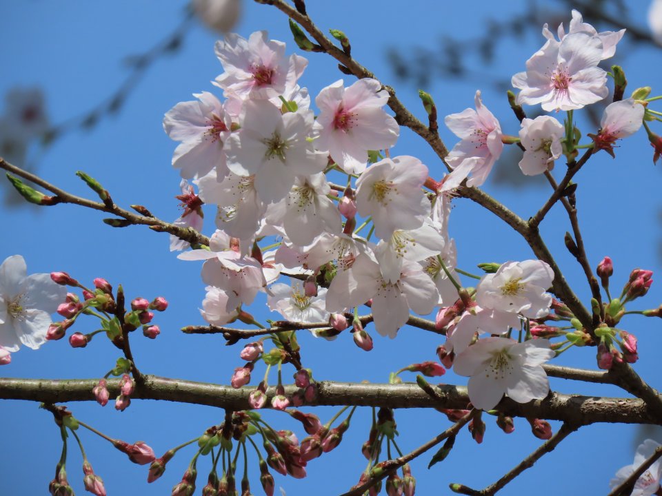 さくら便り 春号　R8.4.15